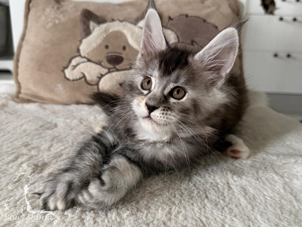 Dalia DEMO – kocię Maine Coon, MCO fs 22